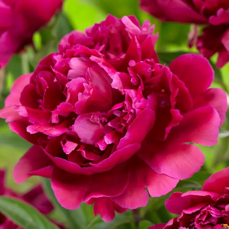 Пион розенфельд фото Купить Пион Молочноцветковый Karl Rosenfield - Пион - GardenPlants