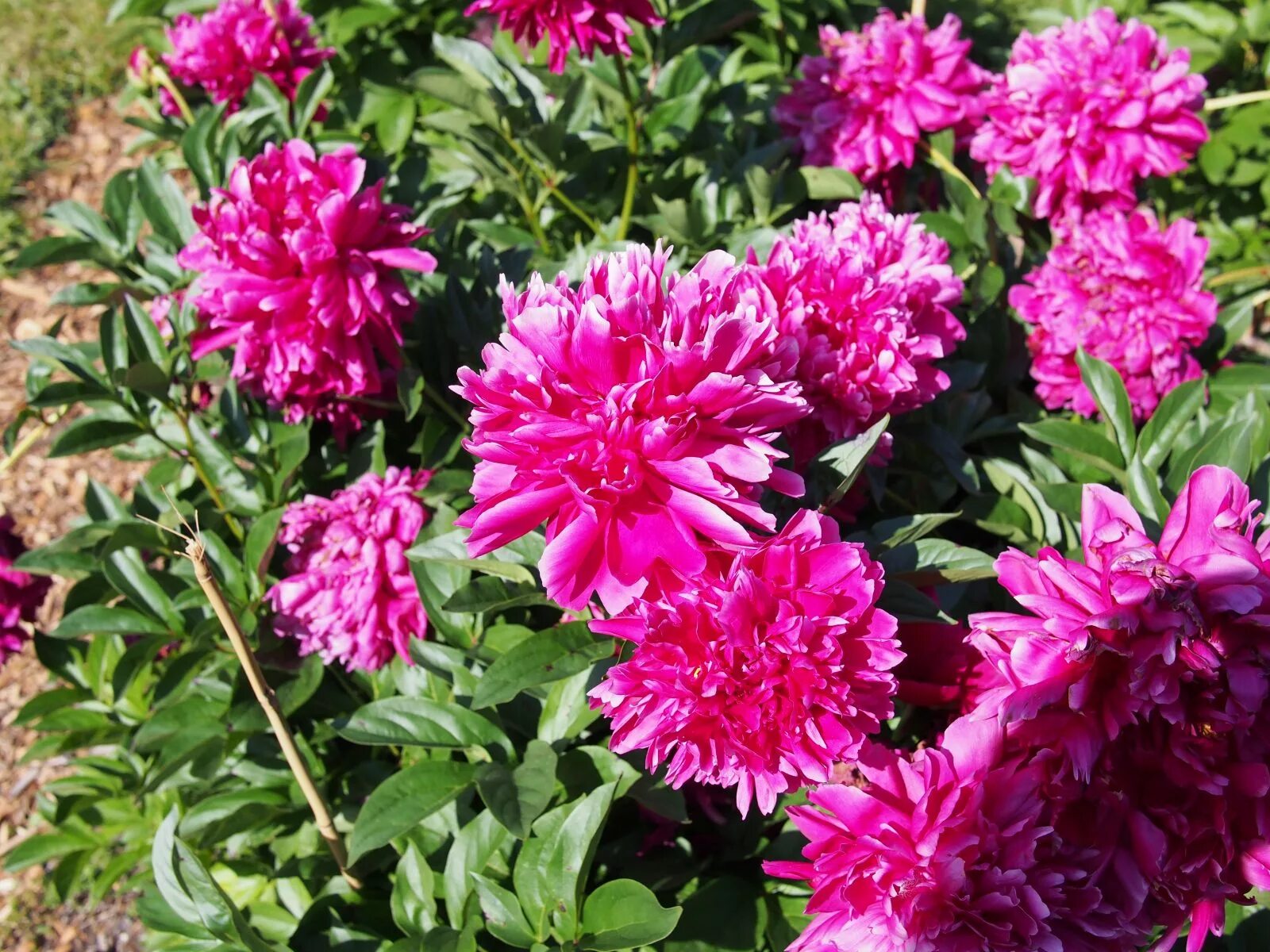 Пион розенфельд фото Paeonia Lactiflora 'Karl Rosenfield' Emerald Plants