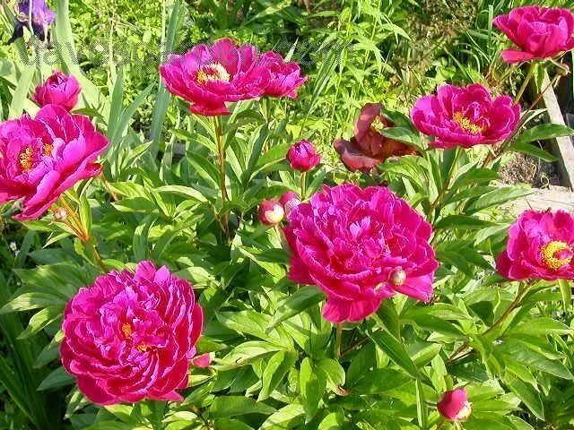 Пион розенфельд фото и описание G, Pivónia - paeonia lactiflora karl rosenfield Pioen, Tuinhek, Planten