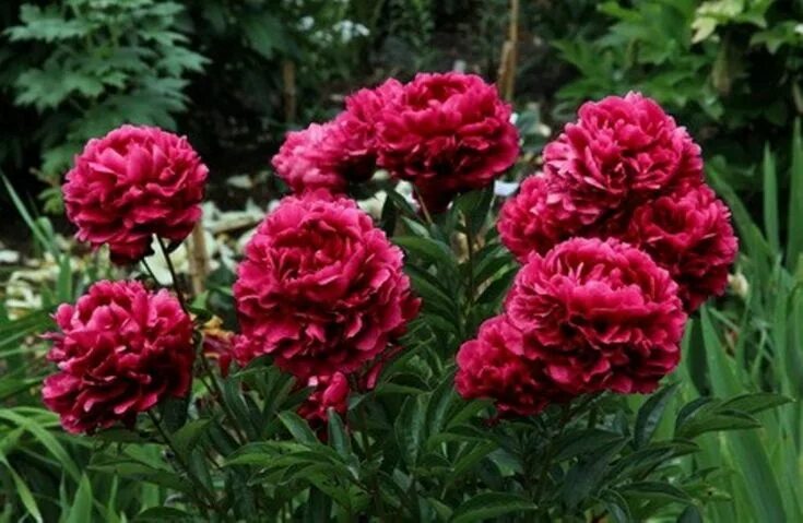 Пион розенфельд фото и описание Пионы - My Garden Пионы, Цветы и Растения