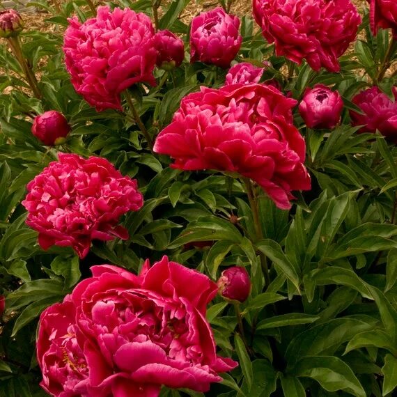 Пион розенфельд фото и описание отзывы Paeonia 'Karl Rosenfield' Bare-Root Peony Plant 3-5 Etsy