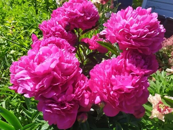 Пион розенфельд фото и описание отзывы Peonies are herbaceous perennials with powerful fleshy roots, stems up to 100 cm
