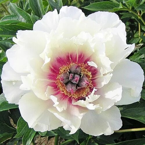 Пион рози проспект фото и описание American Peony Society в Instagram: "We all need "Rosy Prospects" in our life ab