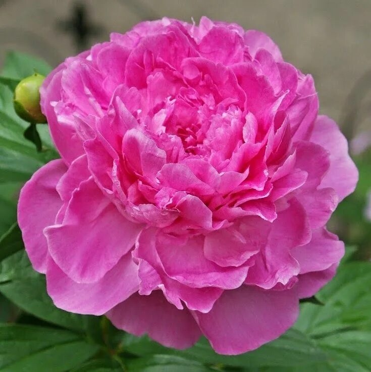 Пион рози проспект фото и описание Peony Vivid Rose White flower farm, Peonies, Rose
