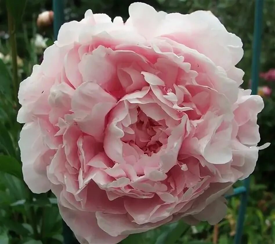 Пион розовое облако фото 25 Peony ideas pretty flowers, peonies, flowers