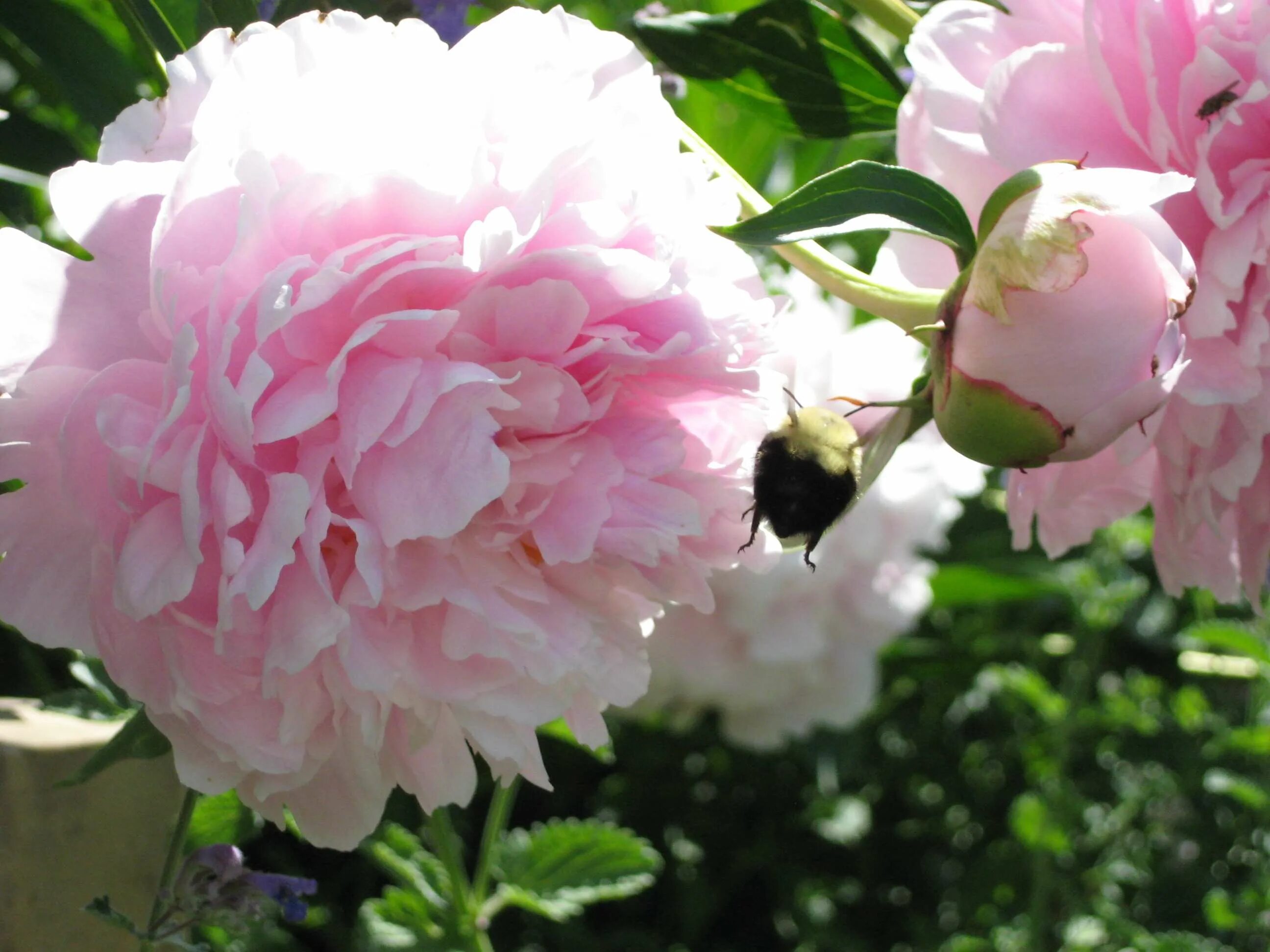 Пион розовое облако фото flower, flowers, peony, pink, pink flowers wallpaper - Coolwallpapers.me!
