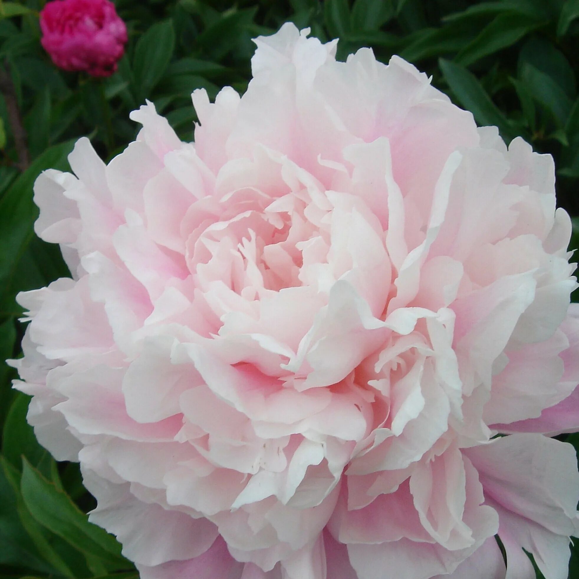 Пион розовое облако фото Пион Травянистый Генри Бокстос (Paeonia) Саженец/20-30 см./2 года/3л/Закрытая (З