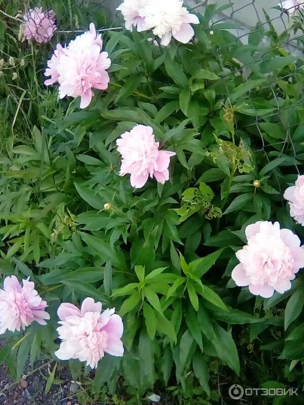 Пион розовое облако фото Отзыв о Пион травянистый Blooming Life "Розовое облако" Красивый цветок, потряса