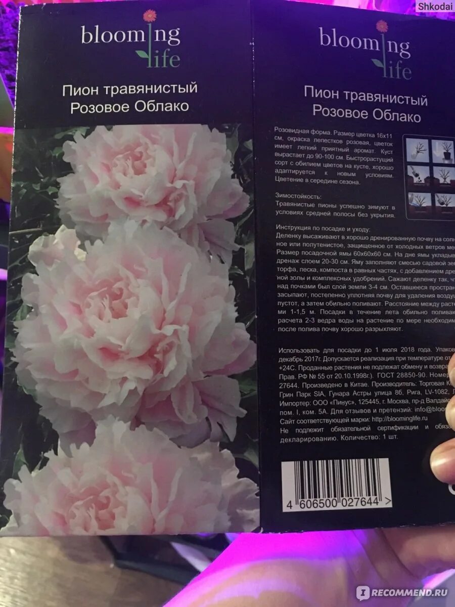 Пион розовое облако фото и описание Пион "Розовое Облако" - "Разочарование." отзывы