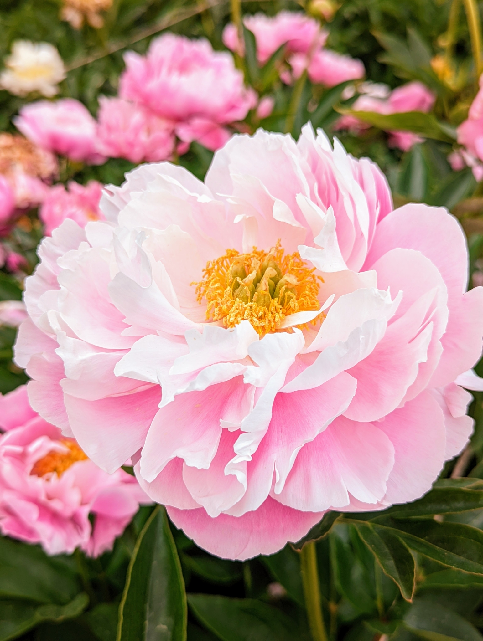 Пион розовый фото название My Herbaceous Peonies are Blooming at the Farm - The Martha Stewart Blog