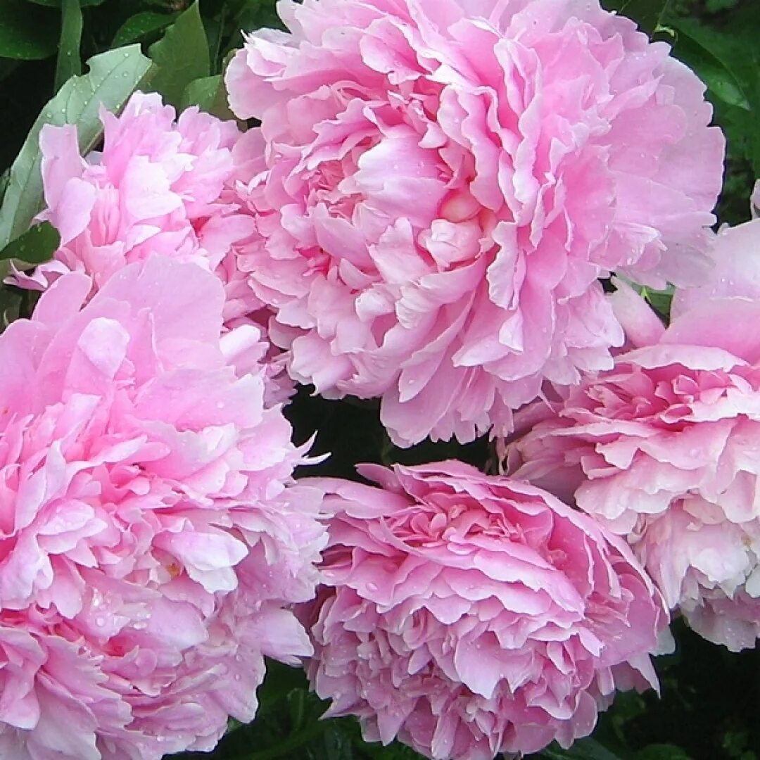 Пион розовый фото название Пион Розовый гранат - Paeonia Pink Garnet
