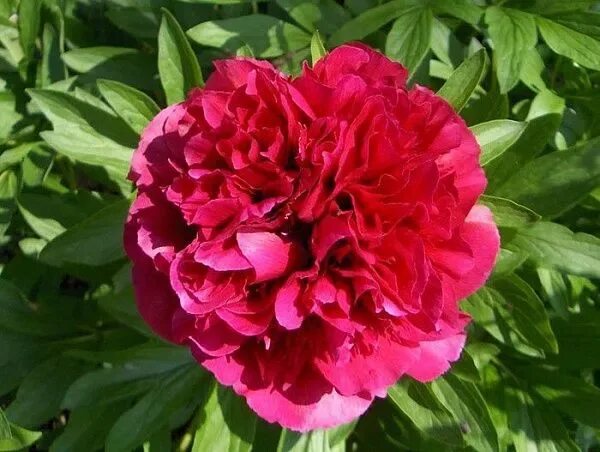 Пион рубра плена фото и описание отзывы Пион лекарственный "Rubra Plena" (Рубра Плена): купить саженцы в Москве - Ромашк