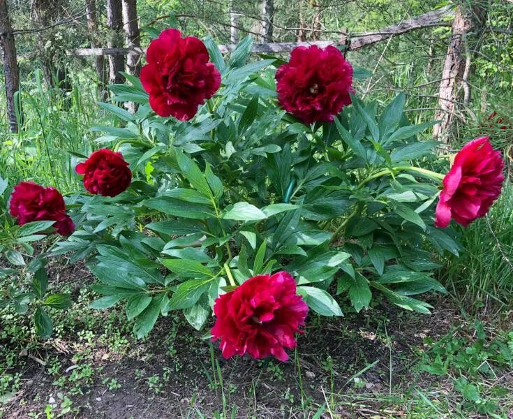 Пион рубра плена фото и описание отзывы Фото-Дусена-Rubra Plena