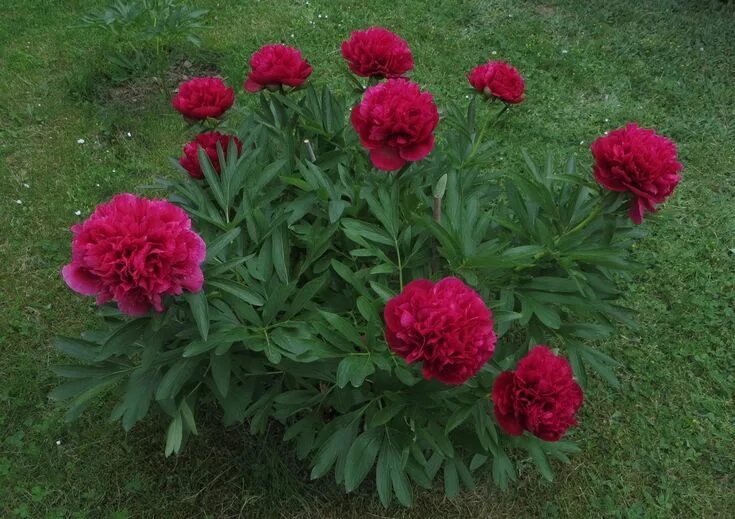 Пион рубра плена фото и описание отзывы Sommarens röda pioner, America, Red Charm, Bondpion och Buckeye Belle. Pioner, B