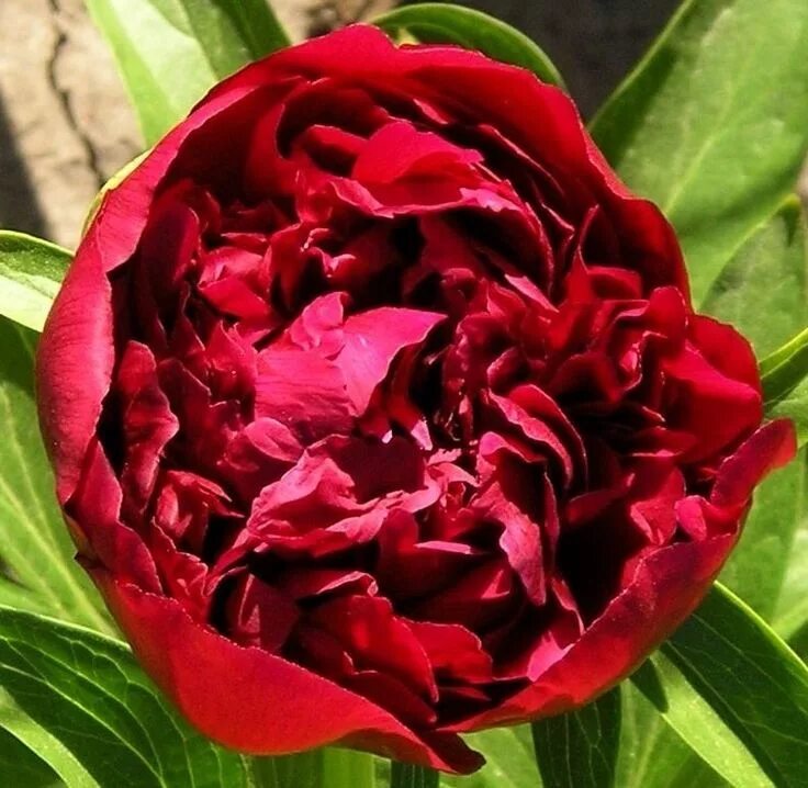 Пион рубра плена фото и описание отзывы Beautiful Paeonia officinalis Rubra Plena Flower