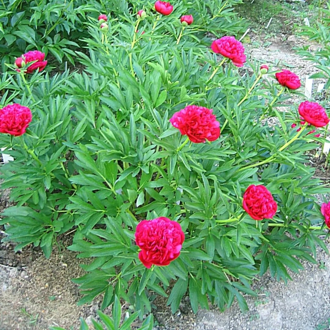 Пион рубра плена фото и описание отзывы Пион лекарственный Рубра плена - Paeonia officinalis Rubra Plena