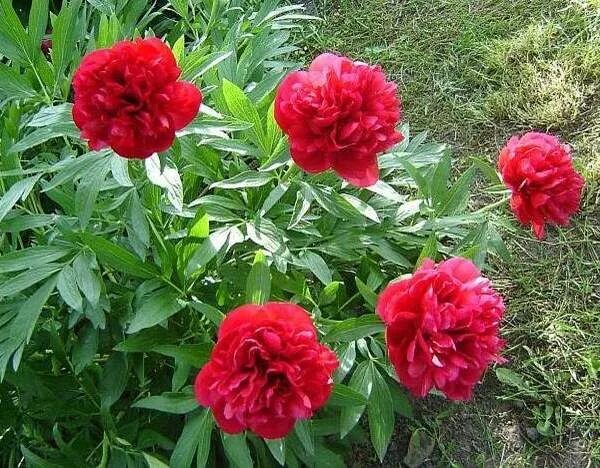 Пион рубра плена фото и описание отзывы bozur cvet Spring plants, Peonies, Flower garden
