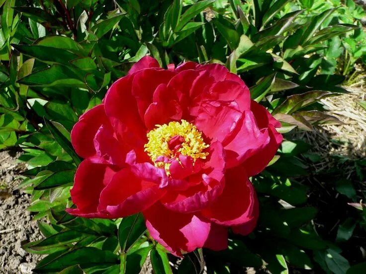 Пион руссо фото и описание Bright Red Double Flowers - Paeonia Lactiflora 'Karl Rosenfield'