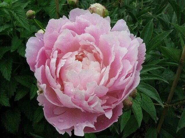 Пион рузвельт фото и описание Pin by Nguyen Ngoc Blueflower on mau don Flowers, Plants, Rose