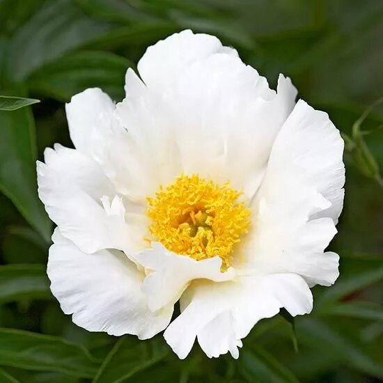 Пион с желтой серединкой фото BHG Garden Editors' Favorite Fuss-Free Plants Deer resistant garden plans, Plant