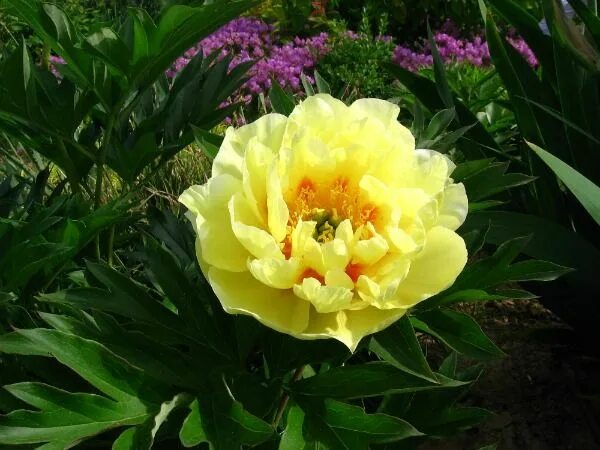 Пион с желтой серединкой фото GROWING GLORIOUS PEONIES 꽃, 모란, 정원