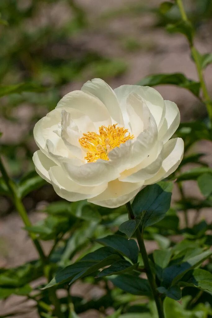 Пион с желтой серединкой фото Flower, Herbaceous peony "Prairie moon" Peonies, July flowers, Flower painting