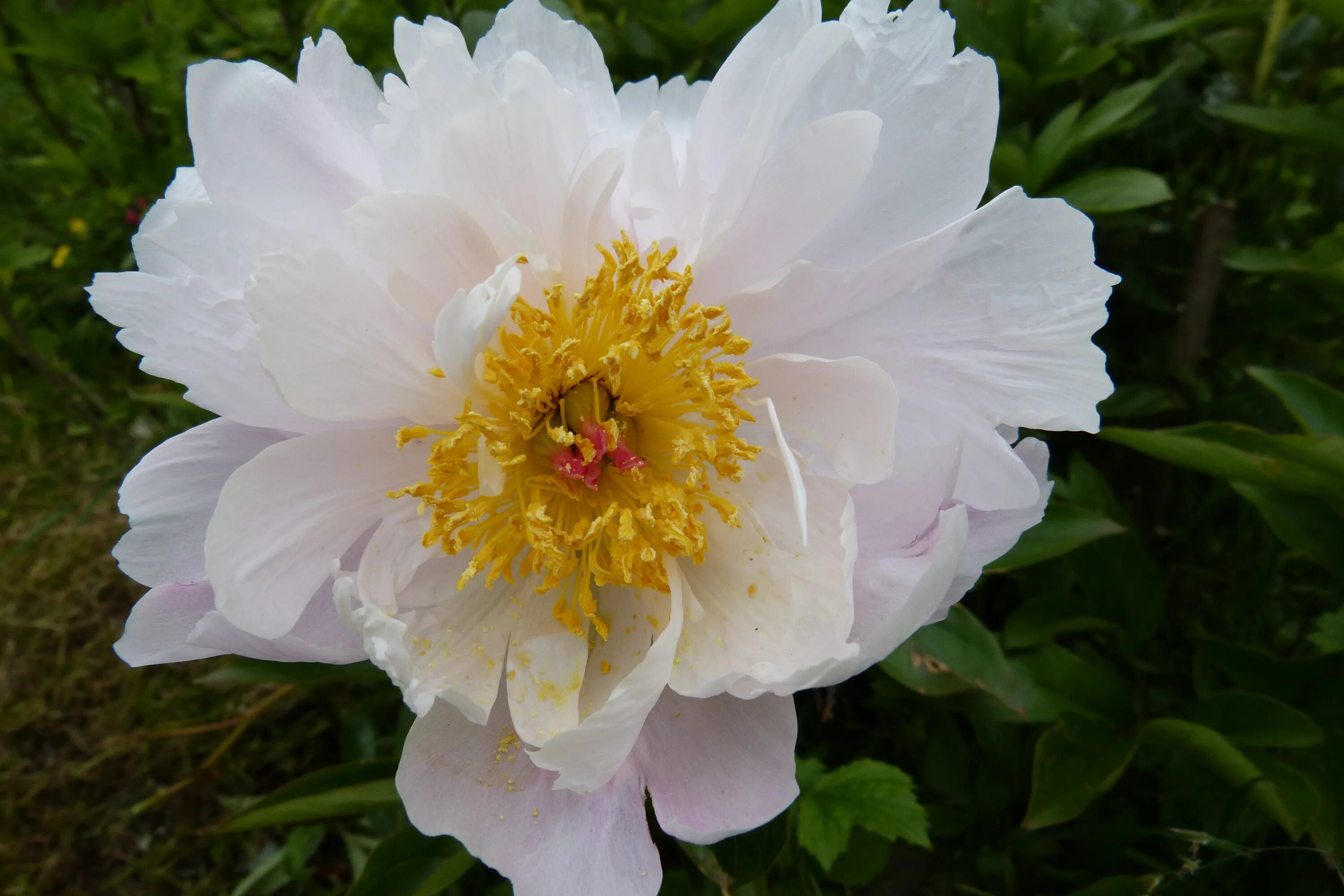 Пион с желтой серединкой фото White peony with yellow core free image download