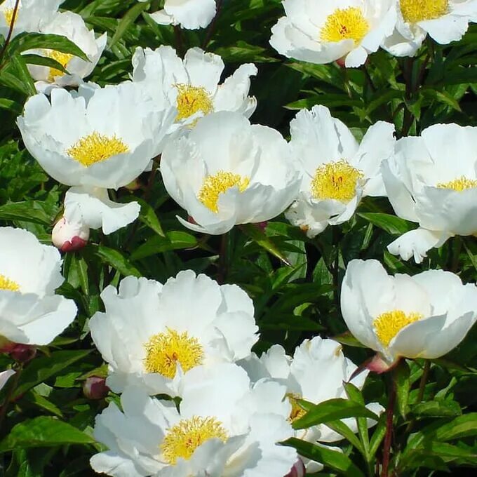 Пион с желтой серединкой фото Пион молочноцветковый Paeonia lactiflora "Krinkled White" : С5 Сибирские газоны 