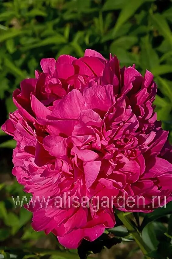 Пион сахалин фото Аркадий гайдар пион фото и видео EAPA.ru