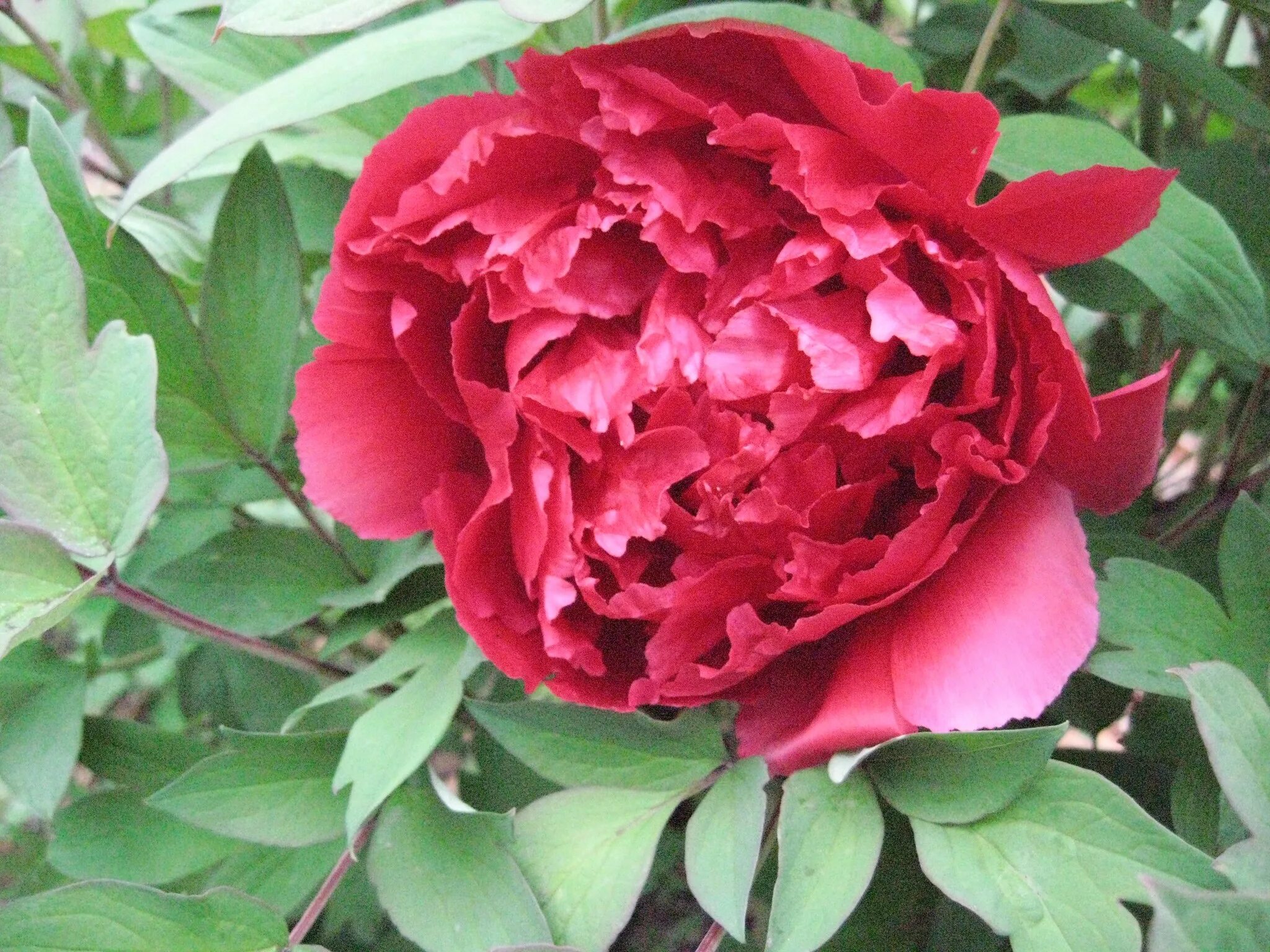 Пион сахалин фото Всё о бегониях и не только...: Пион 'Kao' / Пион 'Kaoh' / Пион 'Kaou' (Paeonia '