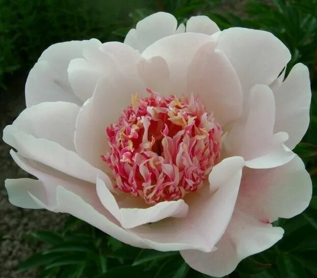 Пион саланж фото Beautiful peonies Love flowers, Peonies, Flowers