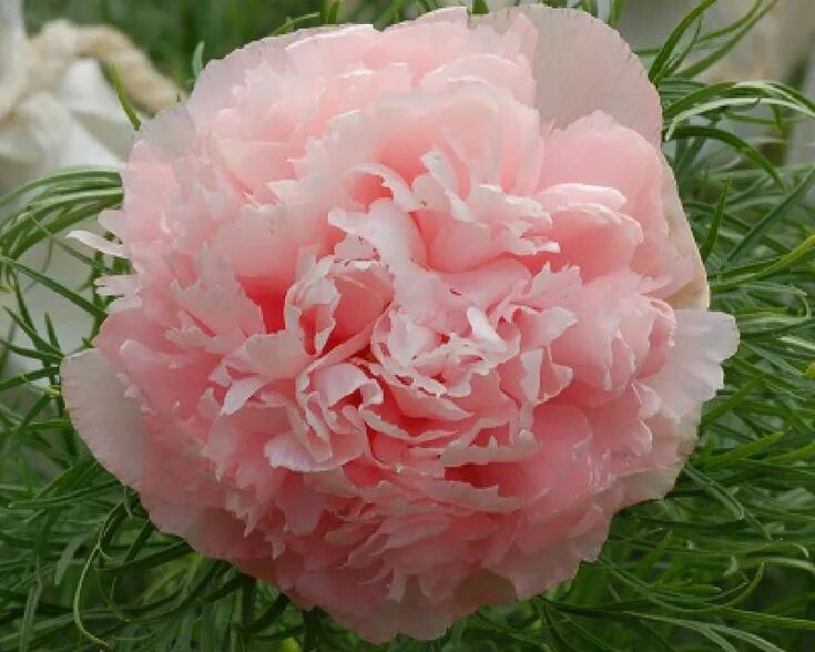 Пион саланж фото Peony Assortment - Peony Shop Holland Peonies, Peonies garden, Peonies and hydra