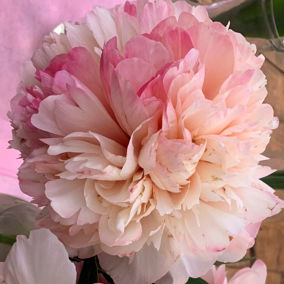 Пион салмон бьюти фото Пион Салмон Глори - Paeonia Salmon Glory