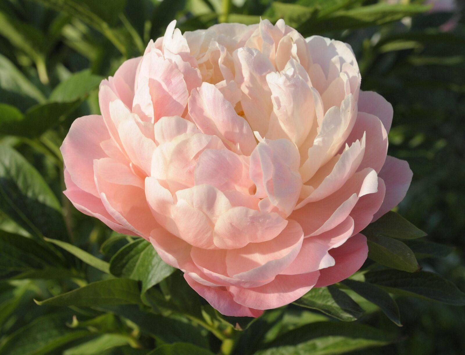 Пион салмон бьюти фото SOFT SALMON SAUCER - Pivoines Rivière