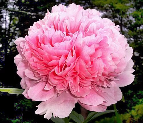 Пион салмон бьюти фото и описание Пион "Salmon Beauty" (заказать на www.rozovysad.ru) Peonies