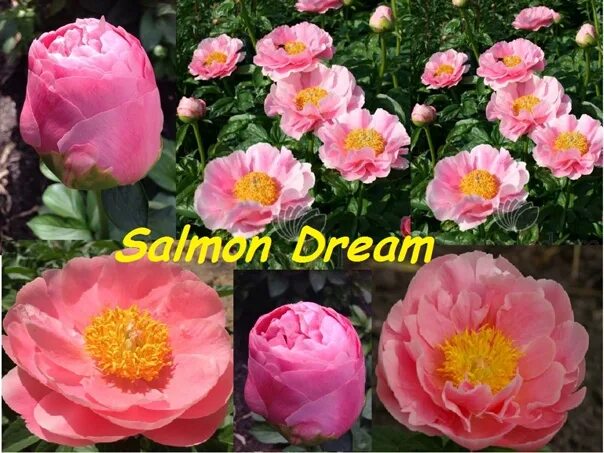 Пион салмон дрим фото Пион Salmon Dream 1600 руб.Лучший садовый сорт!!!Очень эффектный ландшафтный сор