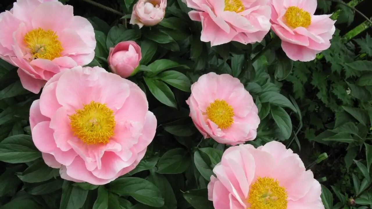 Пион салмон дрим фото Peony Salmon Dream / Пион Салмон Дрим - YouTube