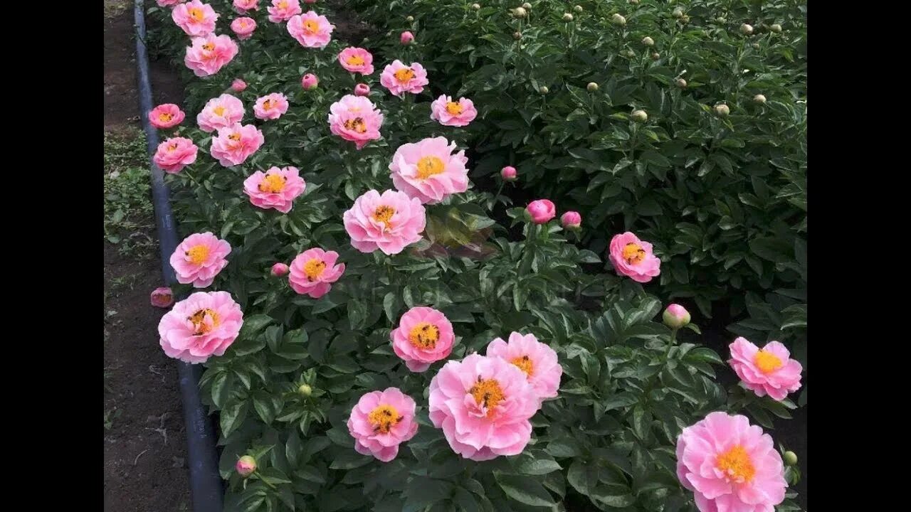 Пион салмон дрим фото и описание Півонія Salmon Dream │ Florium.ua - YouTube