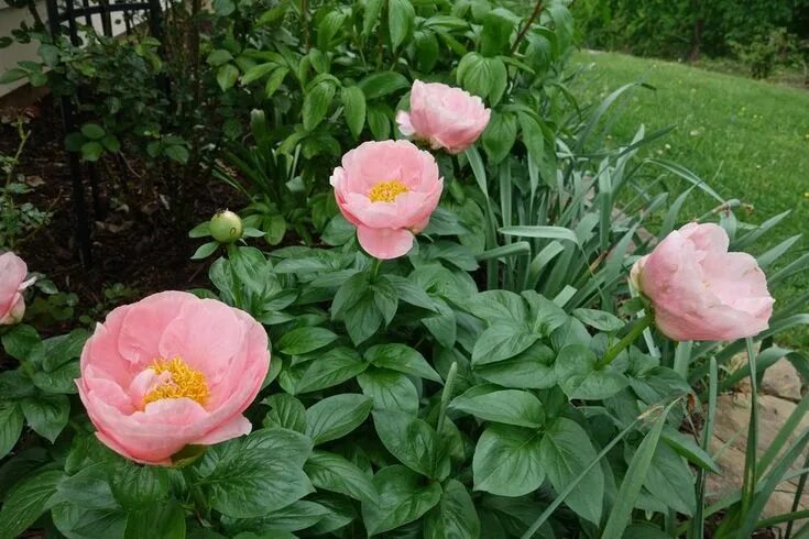 Пион салмон дрим фото и описание Peony 'salmon dream' 3' h x w well rated early/mid bloomer Garden beds, Peonies,