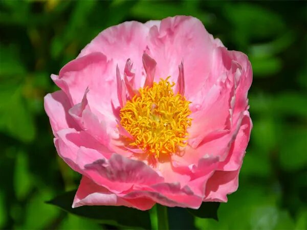 Пион салмон дрим фото и описание отзывы Paeonia Salmon Dream Пион Салмон Дрим