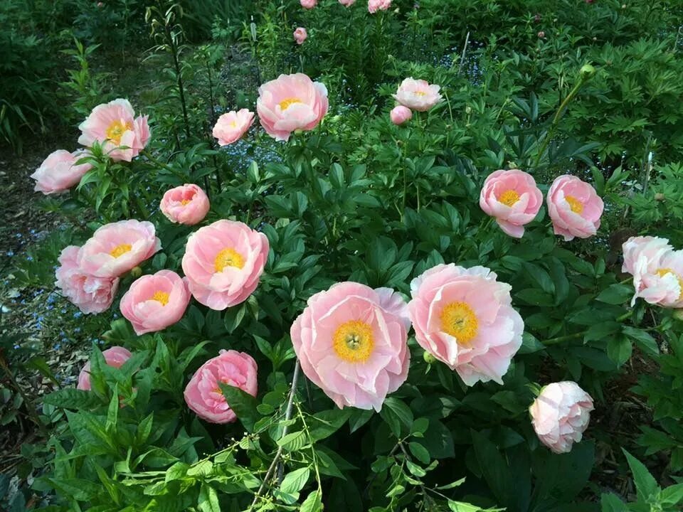 Пион салмон дрим фото и описание отзывы Salmon dream seedling Flowers, Seedlings, Peonies