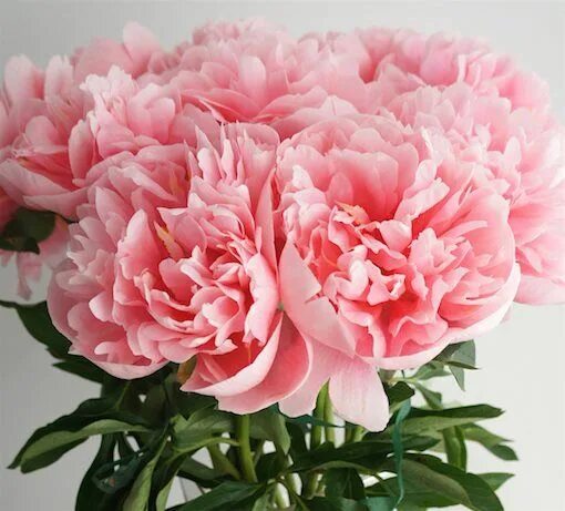 Пион салмон фото Пион 'Этчед Сэлмон' / Paeonia lactiflora 'Etched Salmon' Paeonia lactiflora, Peo