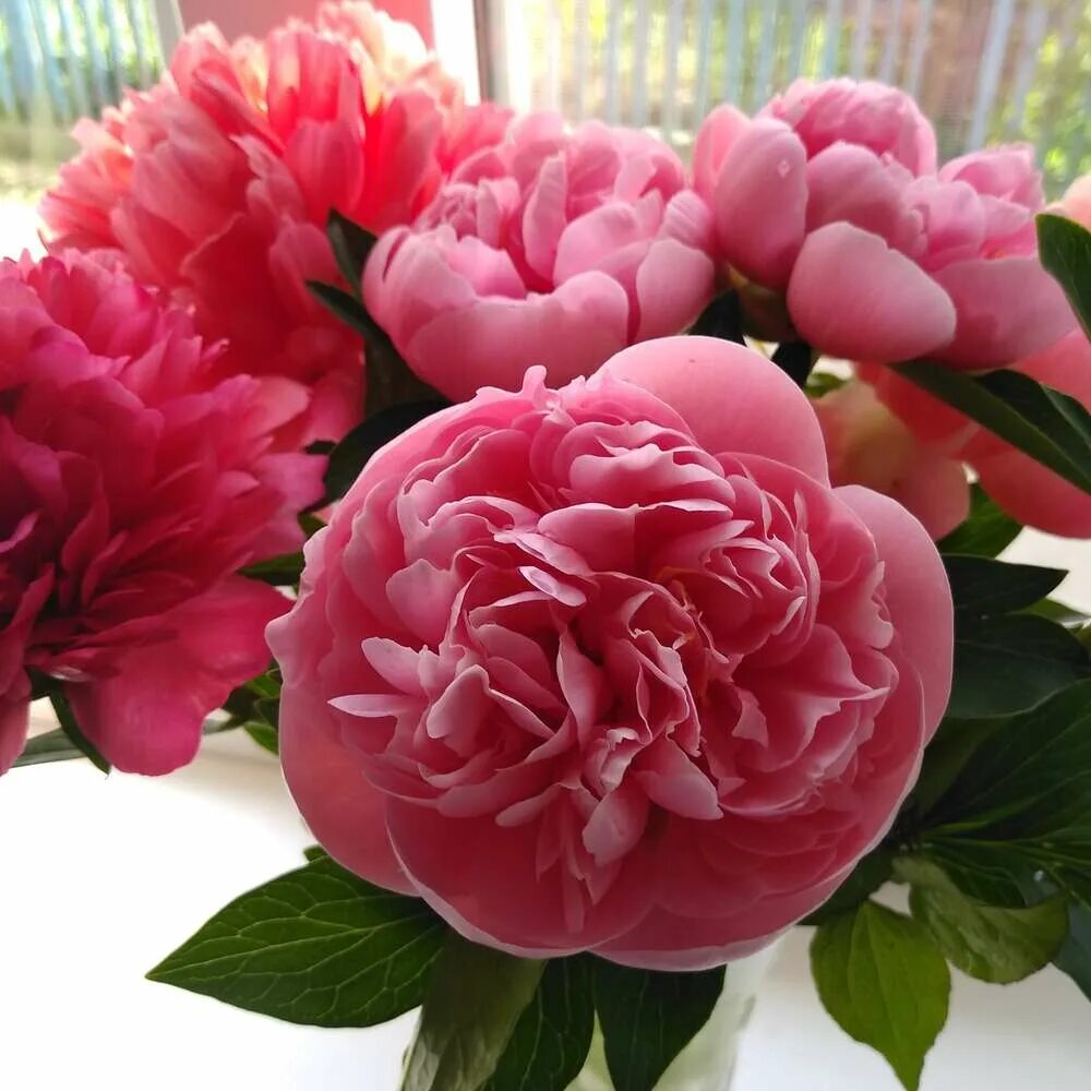 Пион салмон фото Пион Этчед Салмон (Paeonia Etched Salmon / Gui yu) купить в Москве по низкой цен