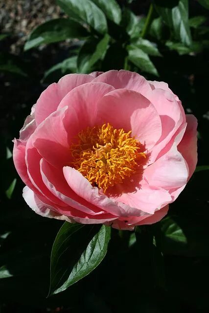 Пион салмон фото Peony "Salmon Dream" Peonies garden, Peonies, Beautiful flowers