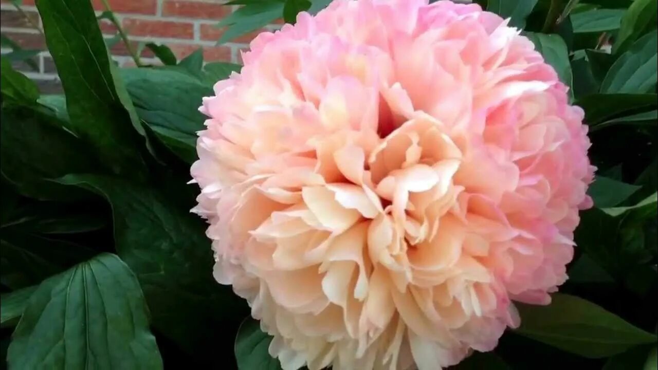 Пион салмон глори фото Peony Salmon Hayes - www.peonyshop.com - YouTube