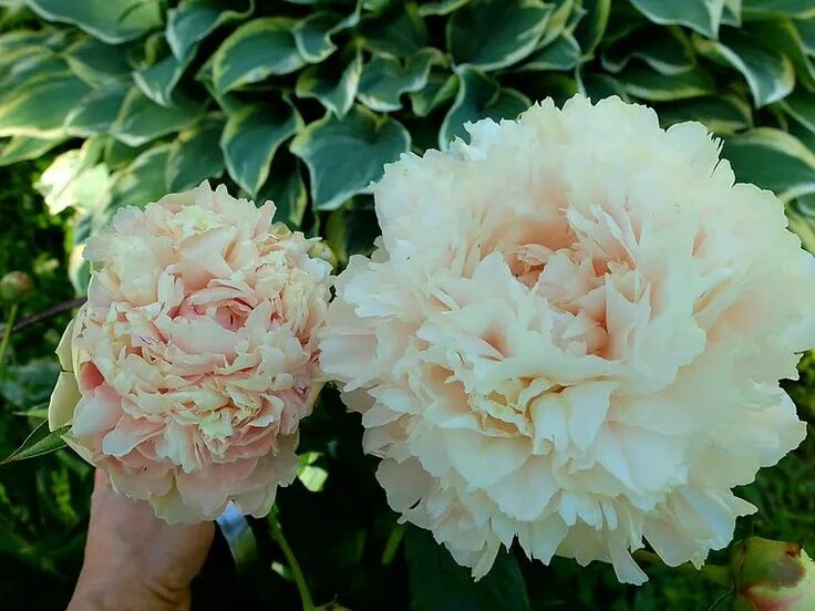 Пион саммер глау фото Pin on paeonia, piwonia, peony ... люблю пион