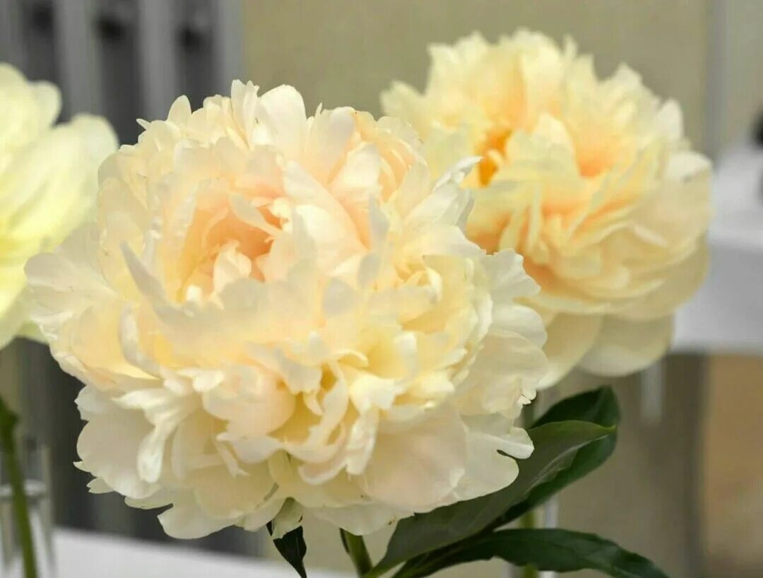 Пион саммер глау фото Peony, "Summer Glow" Pfingstrosen, Rosen, Pfingsten