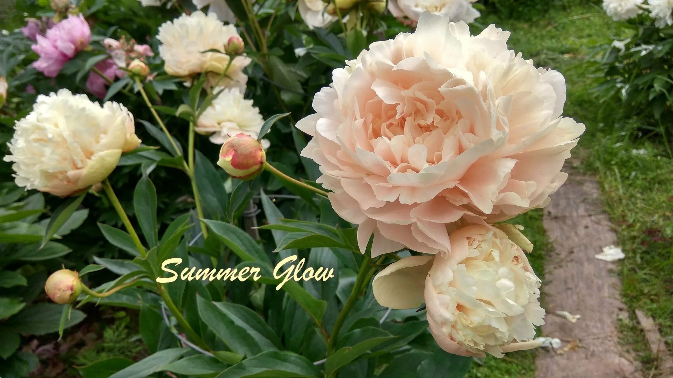 Пион саммер глау фото Пион саммер глоу - Пион Paeonia Summer Glow.