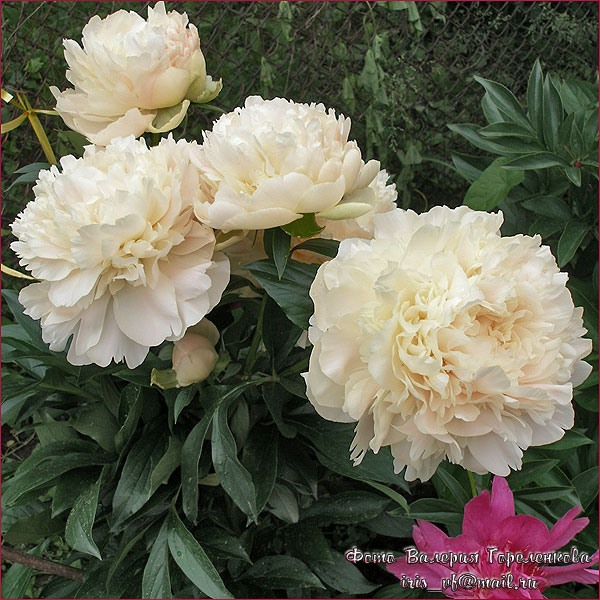 Пион саммер глау фото Пион Summer Glow rozovodik Летняя жара, Пионы, Цветение