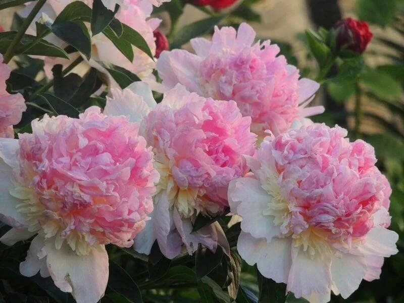 Пион сандей фото Характеристики Пион Распберри Сандей (Paeonia Raspberry Sundae), саженец в горшк